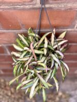 Zdjęcie rośliny Hoya wayetii (kentiana) variegata, ujęcie 2