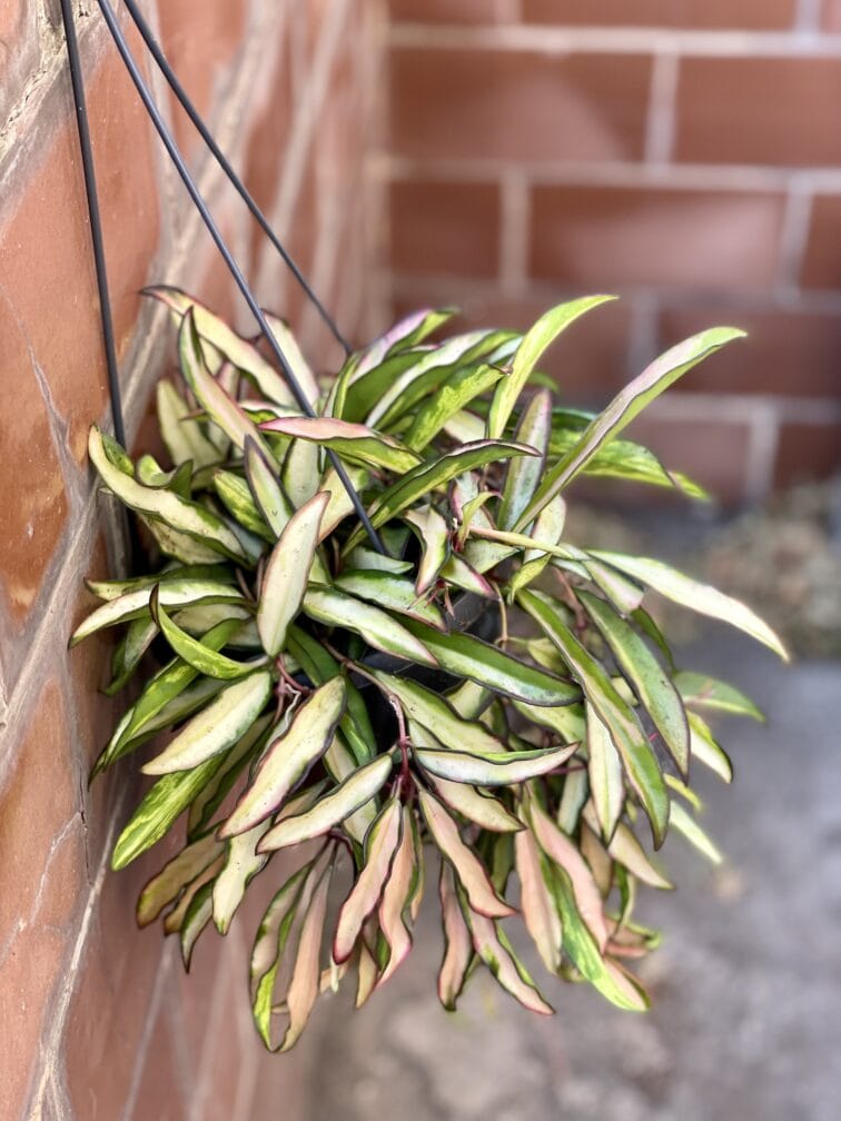 Zdjęcie rośliny Hoya wayetii (kentiana) variegata, ujęcie 3