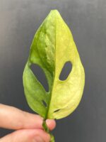 Zdjęcie rośliny Monstera adansonii variegata, ujęcie 1