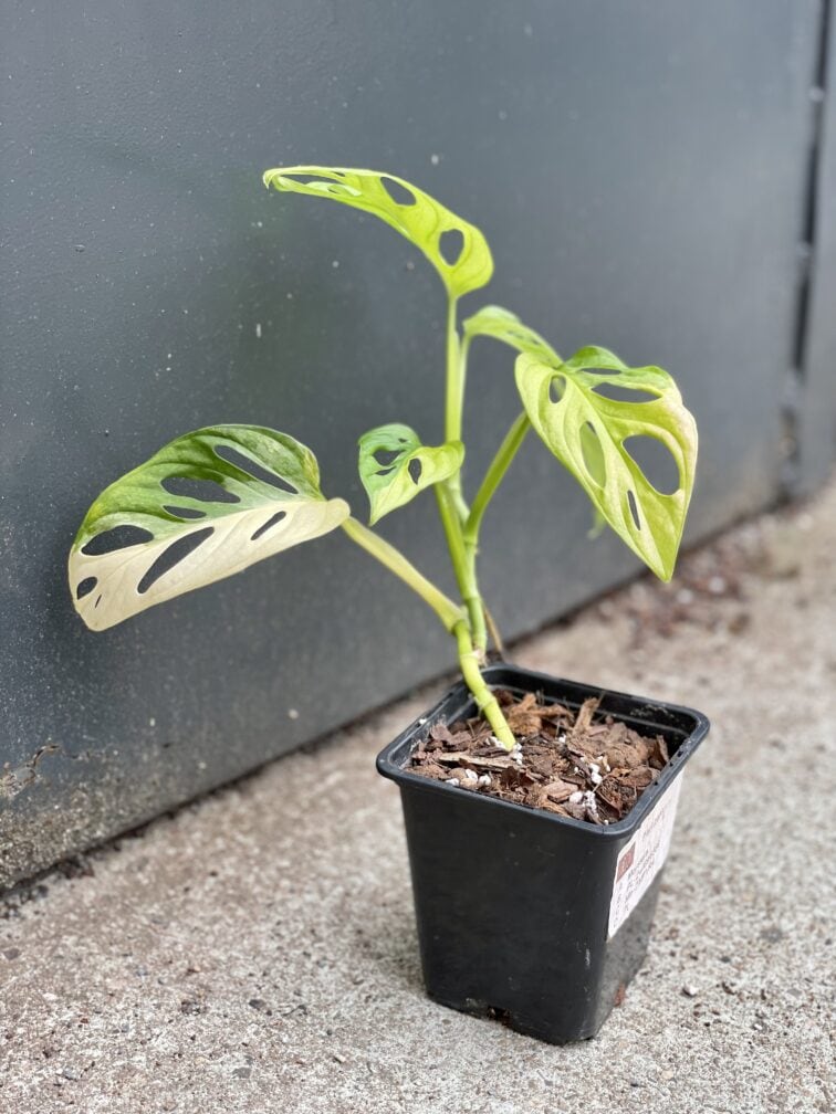 Zdjęcie rośliny Monstera adansonii variegata, ujęcie 2