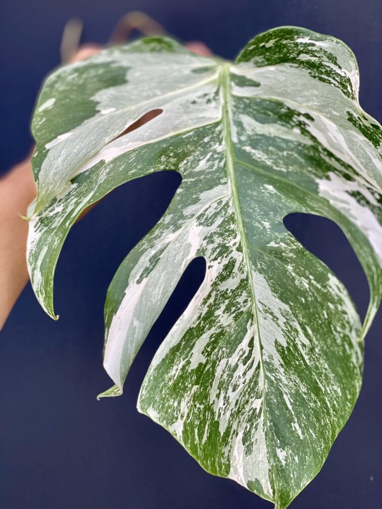 Zdjęcie rośliny Monstera variegata - sadzonka pędowa, ujęcie 1