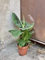 Zdjęcie rośliny Musa Super Dwarf Cavendish, ujęcie 3