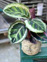 Zdjęcie doniczki lub oslonki: Osłonka Buddha 11x11 cm, ujęcie 2