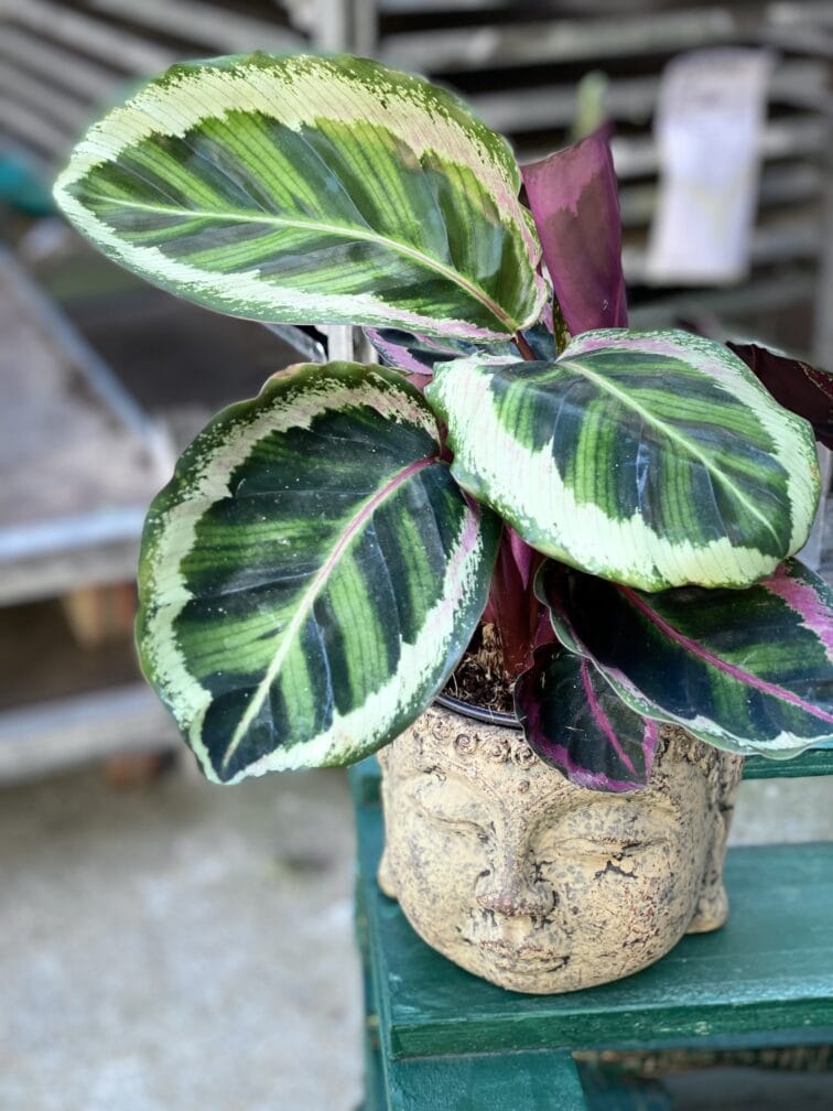 Zdjęcie doniczki lub oslonki: Osłonka Buddha 11x11 cm, ujęcie 2