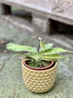 Zdjęcie rośliny Paphiopedilum vinicolor, ujęcie 1