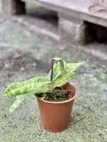 Zdjęcie rośliny Paphiopedilum vinicolor, ujęcie 2