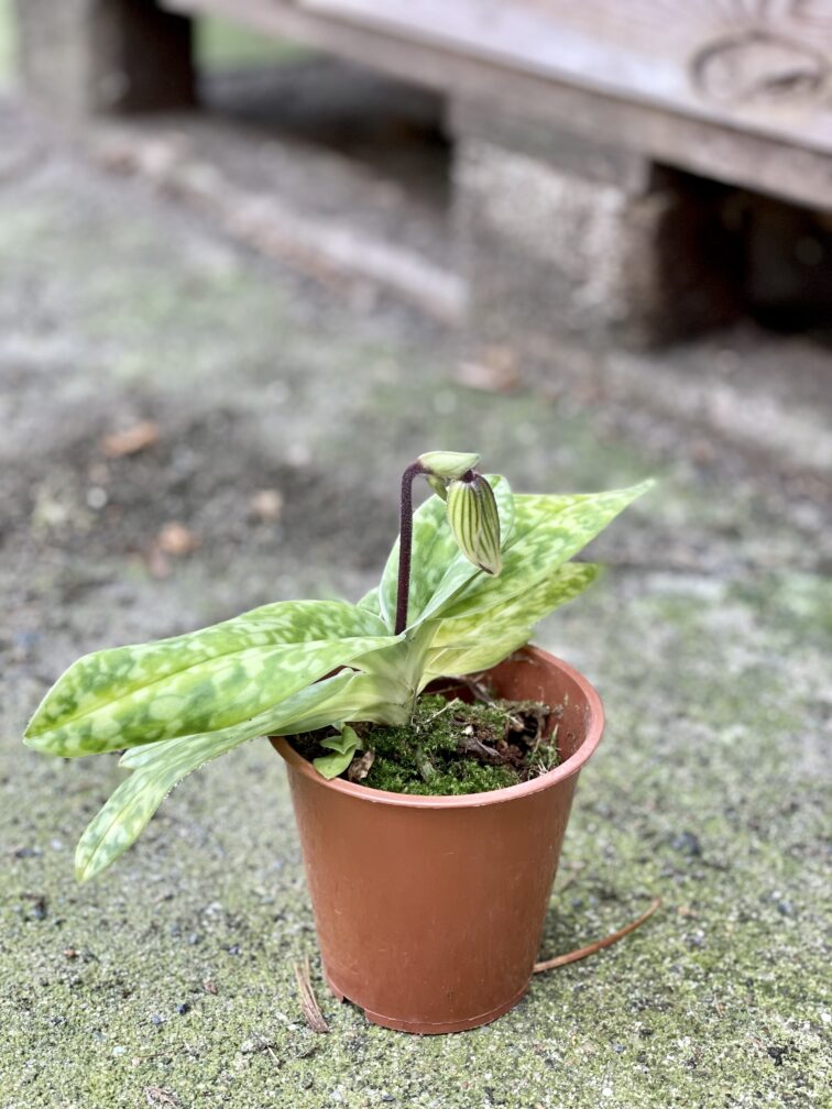 Zdjęcie rośliny Paphiopedilum vinicolor, ujęcie 2