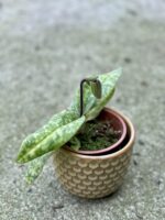 Zdjęcie rośliny Paphiopedilum vinicolor, ujęcie 3