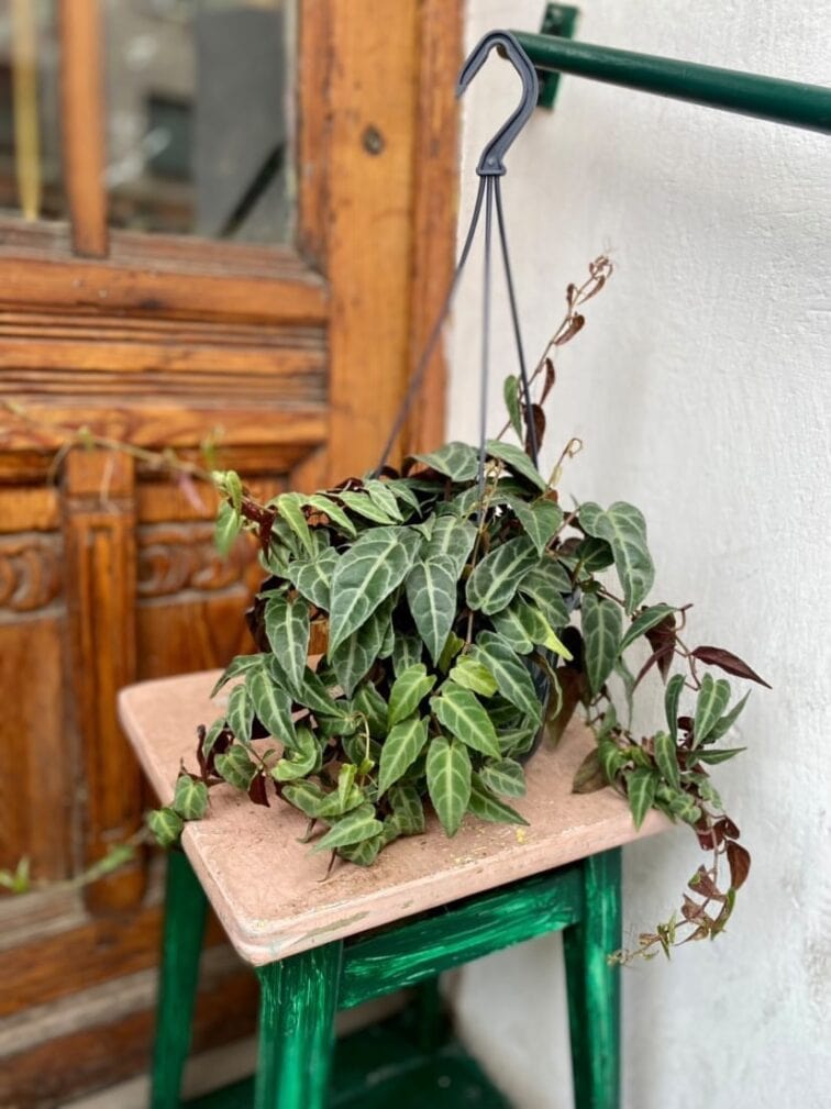 Zdjęcie rośliny Parthenocissus Amazonica, ujęcie 1