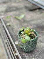 Zdjęcie rośliny Peperomia Pepperspot, ujęcie 3