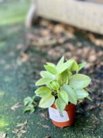 Zdjęcie rośliny Peperomia Pixie Lime, ujęcie 2
