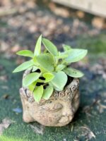 Zdjęcie rośliny Peperomia Pixie Lime, ujęcie 3