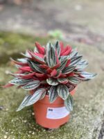 Zdjęcie rośliny Peperomia Rosso, ujęcie 2