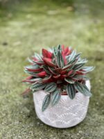 Zdjęcie rośliny Peperomia Rosso, ujęcie 3