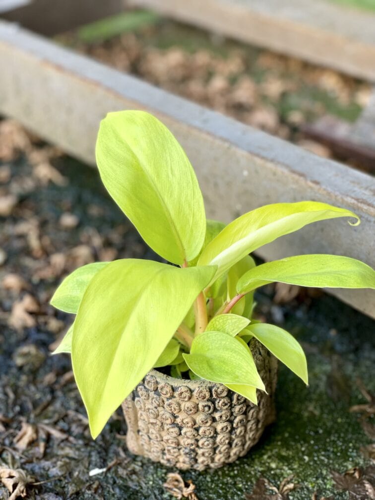 Zdjęcie rośliny Philodendron Malay Gold, ujęcie 1
