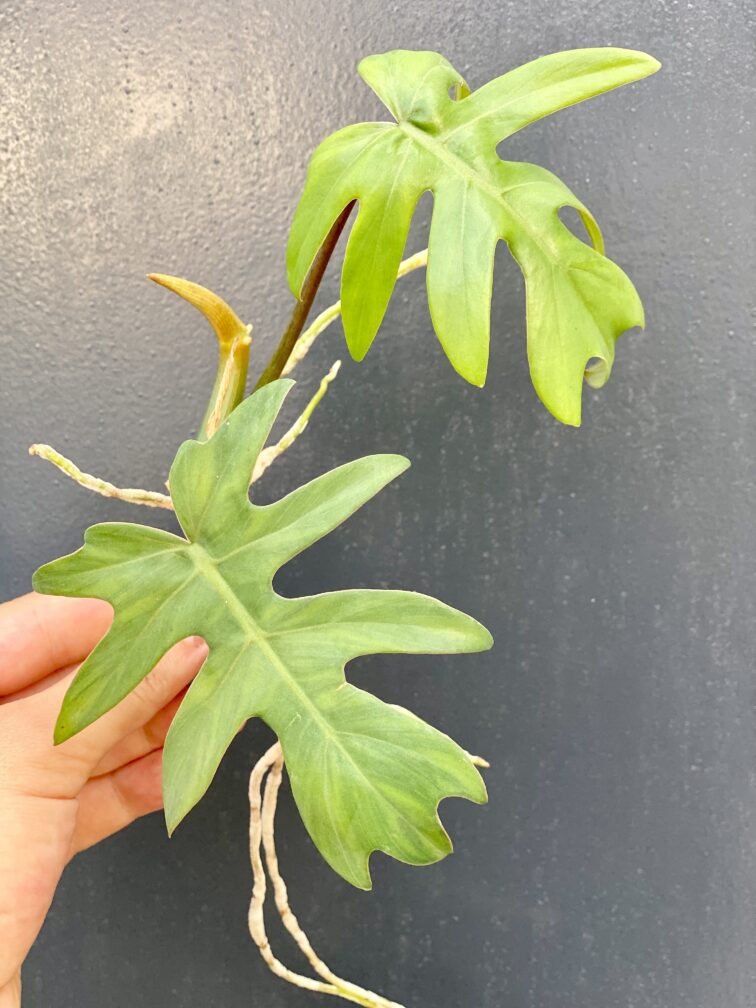 Zdjęcie rośliny Philodendron Mayoi, ujęcie 1