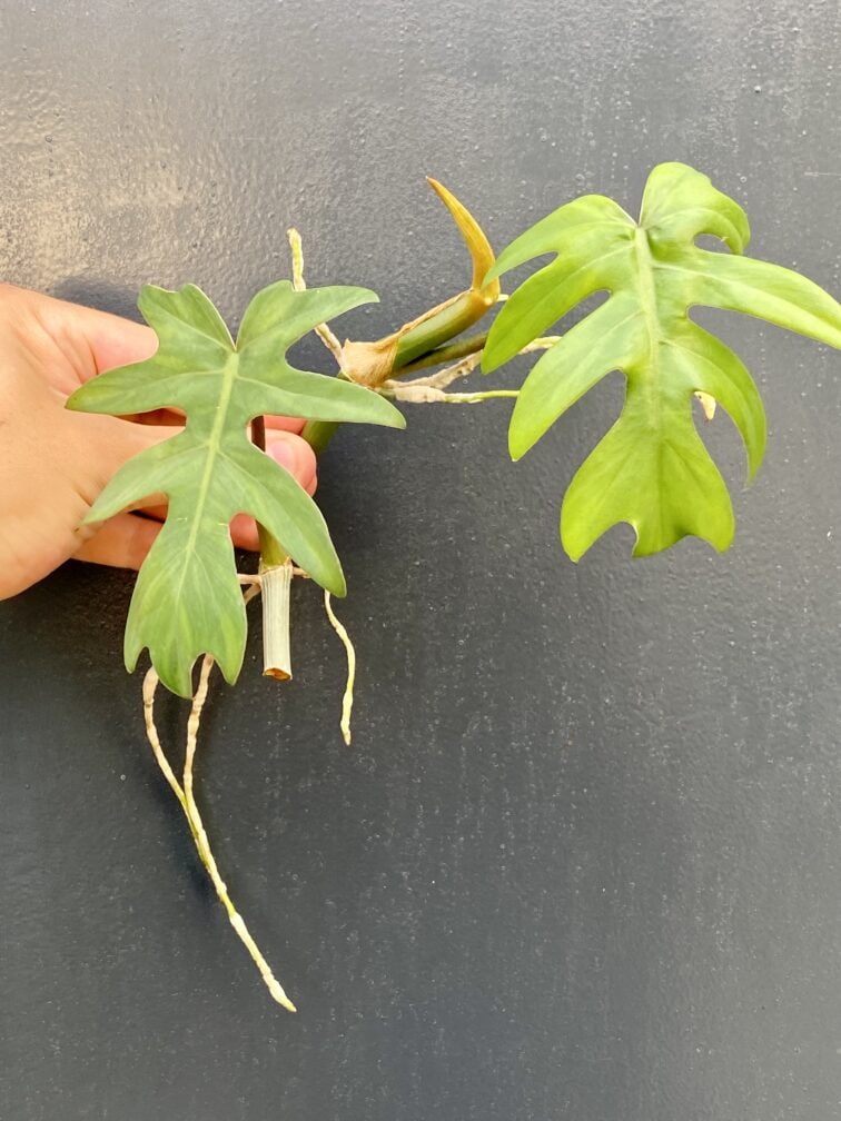 Zdjęcie rośliny Philodendron Mayoi, ujęcie 2