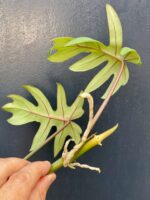 Zdjęcie rośliny Philodendron Mayoi, ujęcie 3