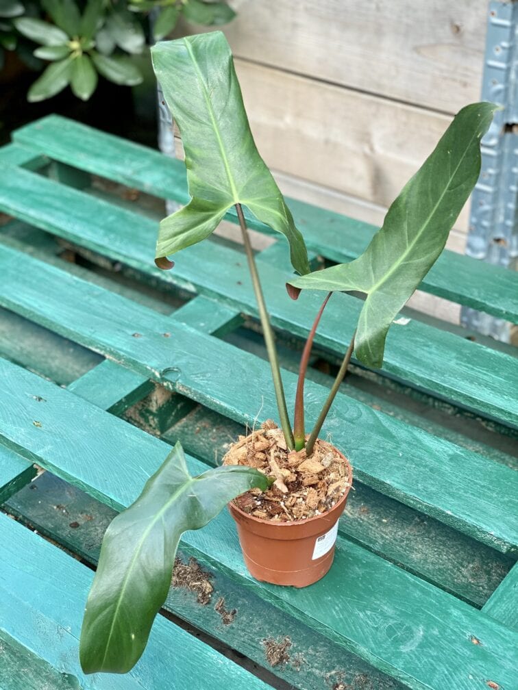 Zdjęcie rośliny Philodendron mexicanum, ujęcie 1