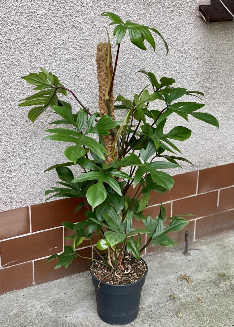 Zdjęcie rośliny Philodendron Pedatum, ujęcie 1