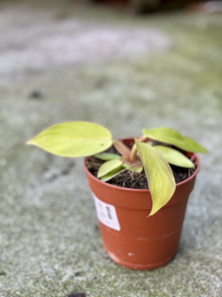 Zdjęcie rośliny Philodendron Prince of Orange, ujęcie 2