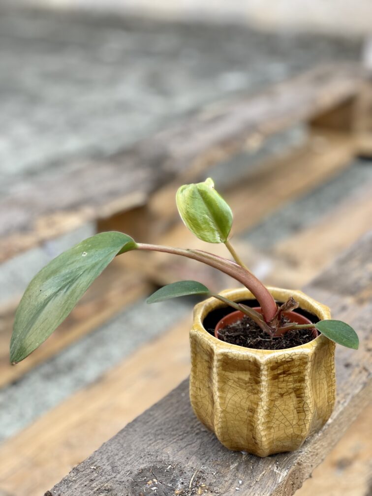 Zdjęcie rośliny Philodendron Rojo Congo, ujęcie 1