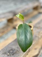 Zdjęcie rośliny Philodendron Rojo Congo, ujęcie 3