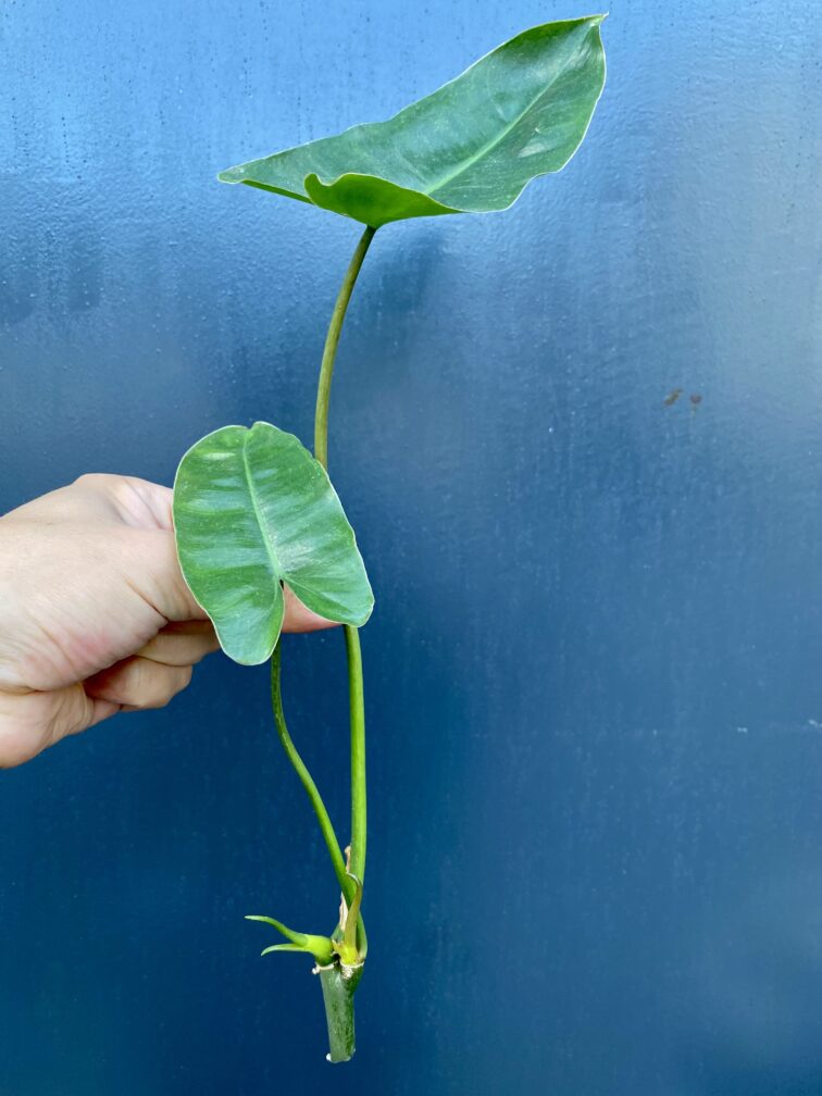 Zdjęcie rośliny Sadzonka philodendron Burle Marx, ujęcie 2