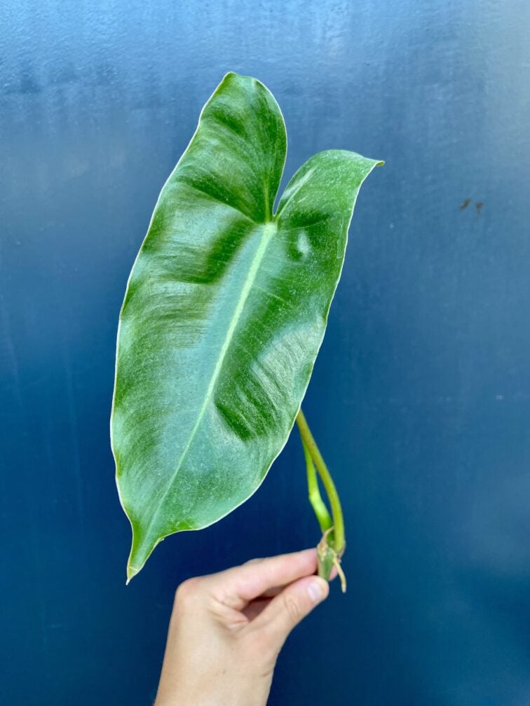 Zdjęcie rośliny Sadzonka philodendron Burle Marx, ujęcie 1