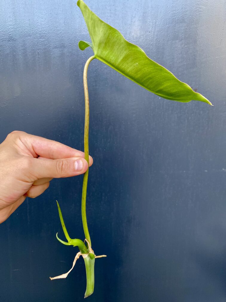 Zdjęcie rośliny Sadzonka philodendron Burle Marx, ujęcie 2