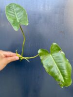 Zdjęcie rośliny Sadzonka philodendron Burle Marx, ujęcie 1