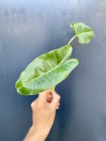 Zdjęcie rośliny Sadzonka philodendron Burle Marx, ujęcie 3