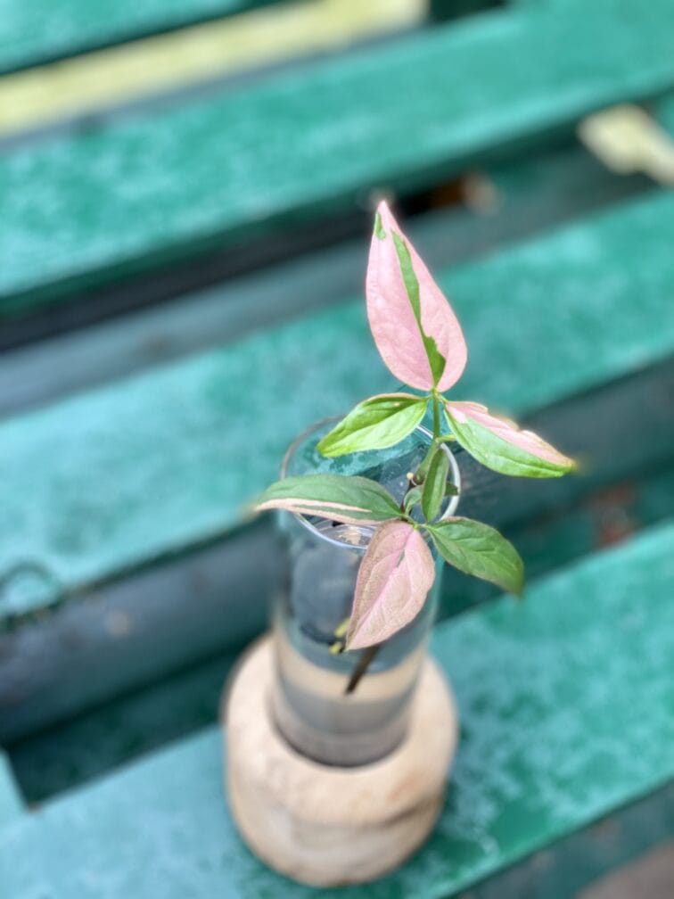 Zdjęcie rośliny Sadzonka Syngonium Pink Splash, ujęcie 2