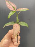Zdjęcie rośliny Sadzonka Syngonium Pink Splash, ujęcie 3