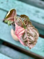 Zdjęcie rośliny Sadzonka Syngonium Strawberry Ice, ujęcie 1