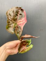 Zdjęcie rośliny Sadzonka Syngonium Strawberry Ice, ujęcie 3