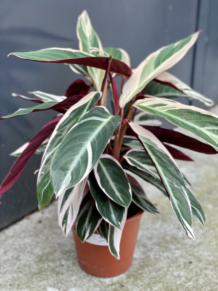 Zdjęcie rośliny Stromanthe Triostar, ujęcie 1