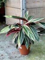 Zdjęcie rośliny Stromanthe Triostar, ujęcie 3