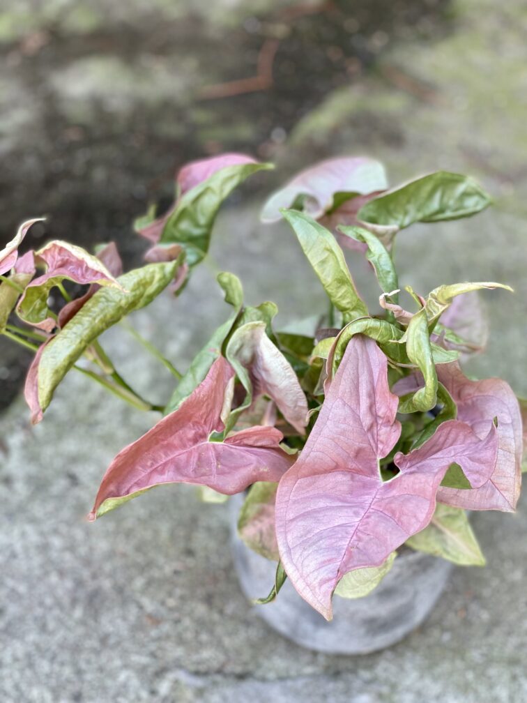 Zdjęcie rośliny Syngonium Neon Robusta, ujęcie 1