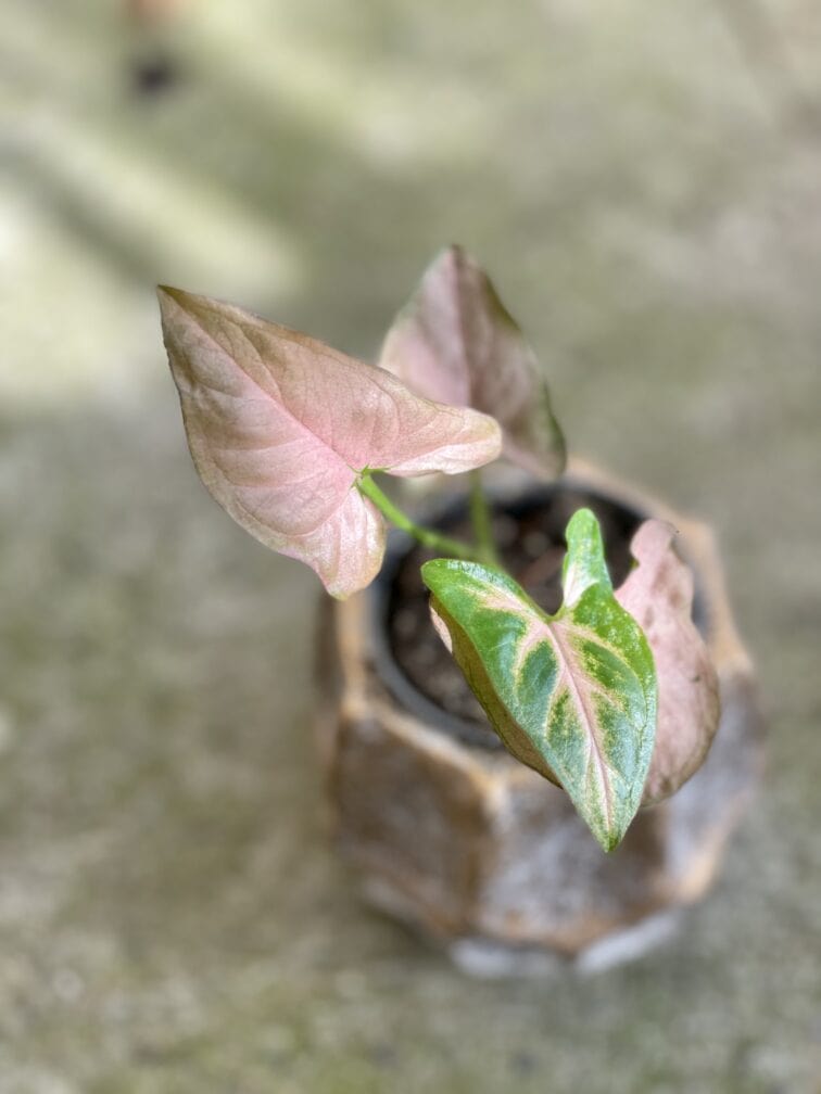 Zdjęcie rośliny Syngonium Regina Red, ujęcie 1
