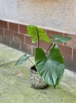 Zdjęcie rośliny Alocasia Black Stem, ujęcie 1