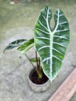 Zdjęcie rośliny Alocasia Longiloba, ujęcie 1