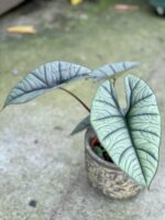 Zdjęcie rośliny Alocasia platinum, ujęcie 1