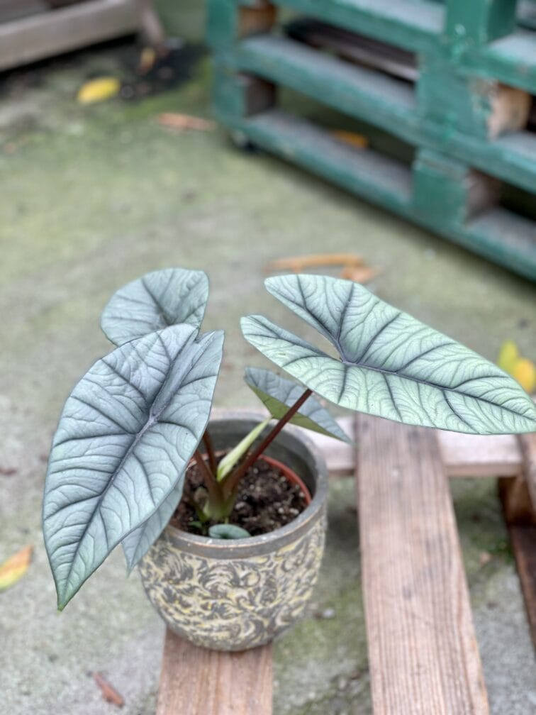 Zdjęcie rośliny Alocasia platinum, ujęcie 2