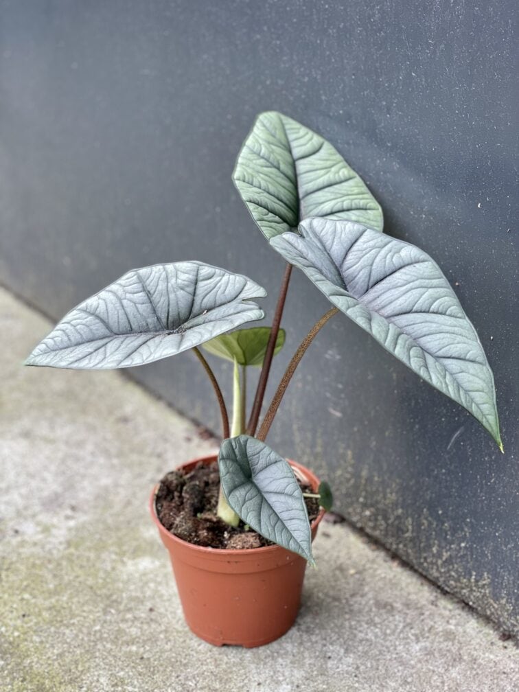 Zdjęcie rośliny Alocasia platinum, ujęcie 3