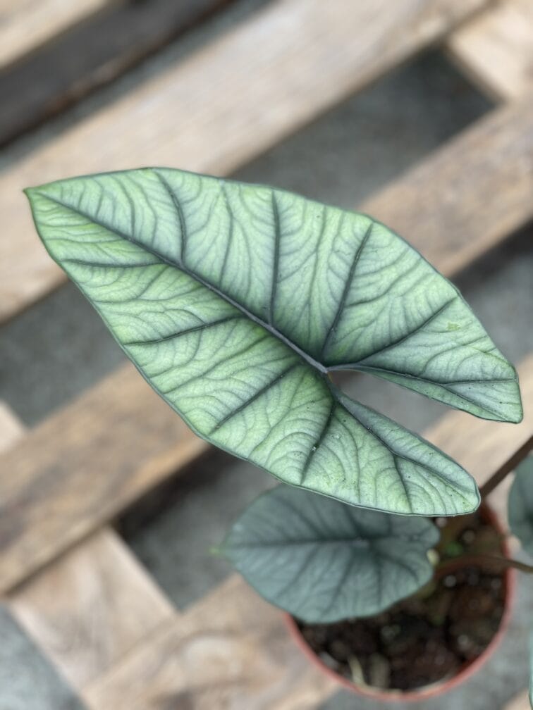 Zdjęcie rośliny Alocasia platinum, ujęcie 4