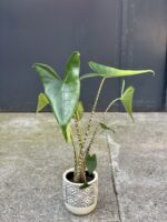 Zdjęcie rośliny Alocasia Zebrina, ujęcie 3