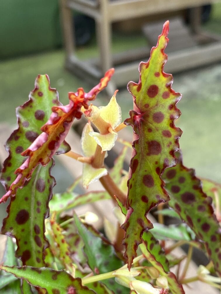 Zdjęcie rośliny Begonia Amphioxus, ujęcie 2