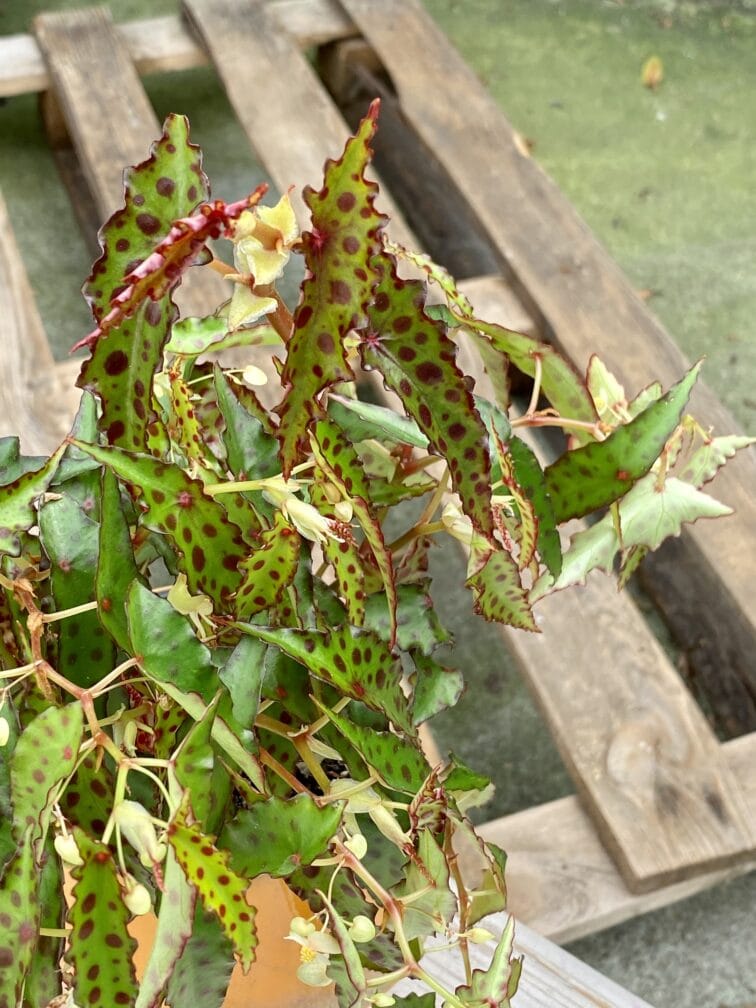 Zdjęcie rośliny Begonia Amphioxus, ujęcie 3