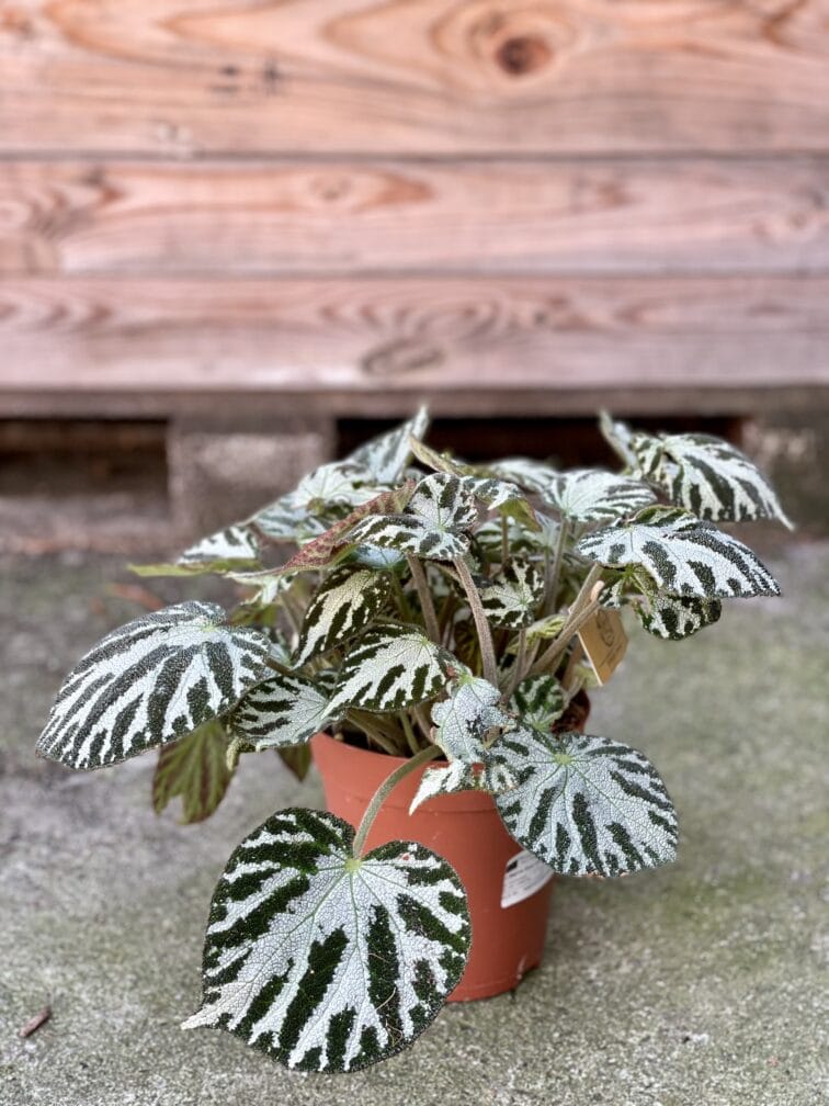 Zdjęcie rośliny Begonia Silver Jewel, ujęcie 2